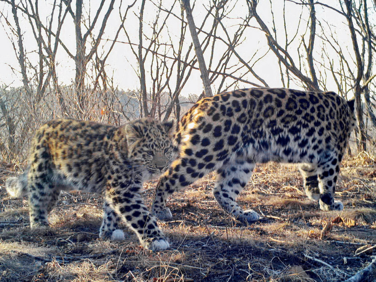 Самка леопарда с котёнком. Снимок фотоловушки национального парка 