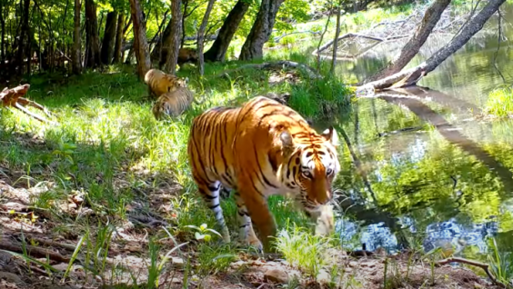Tiger Cubs and Tigeress Relaxing by the Lake. Unique Video