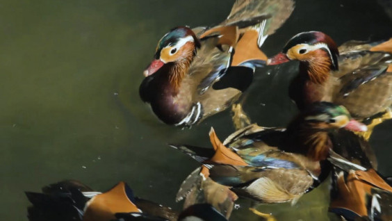 Unusual Ducks Appeared in Sochi Park "Species Of The South"