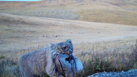 Дикий кот поймал куропатку: учёные наблюдают за жизнью манулов в Даурском заповеднике