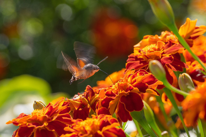 Hawk Moth