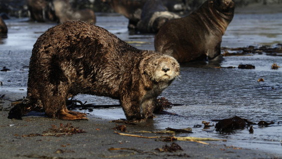 Не нервируйте морских выдр, или Право на частную жизнь