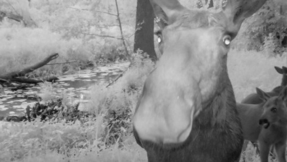 Elk And Cubs Made A Selfie In The Voronezh Reserve