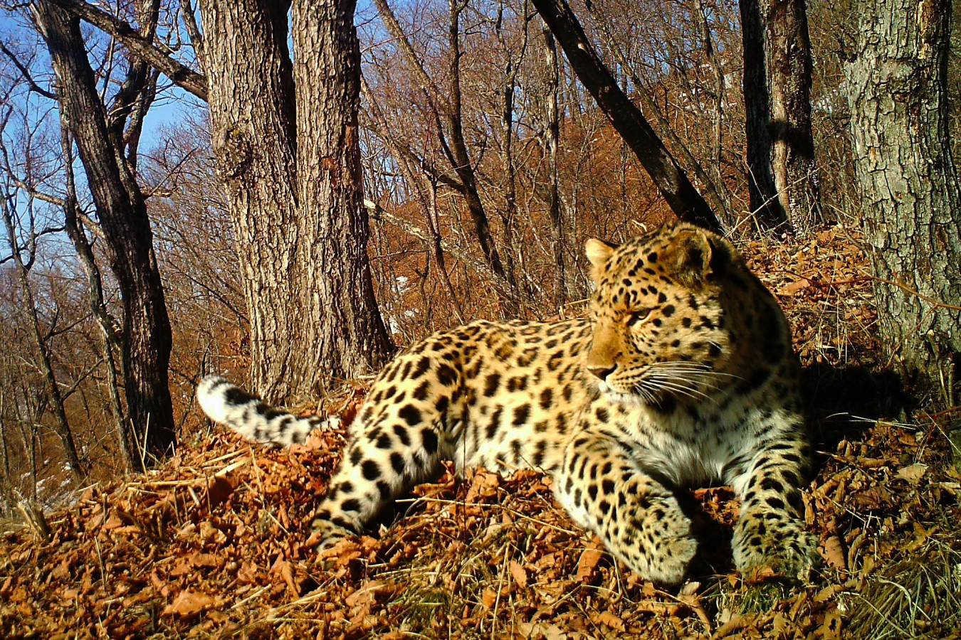 Дальневосточный леопард. Фото: ФГБУ 