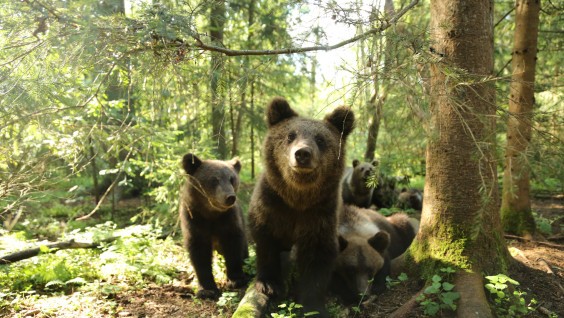 Мишуткины ясли: как готовят к самостоятельной жизни осиротевших медвежат