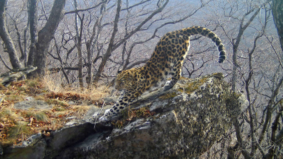 В Приморье получили уникальное видео леопарда
