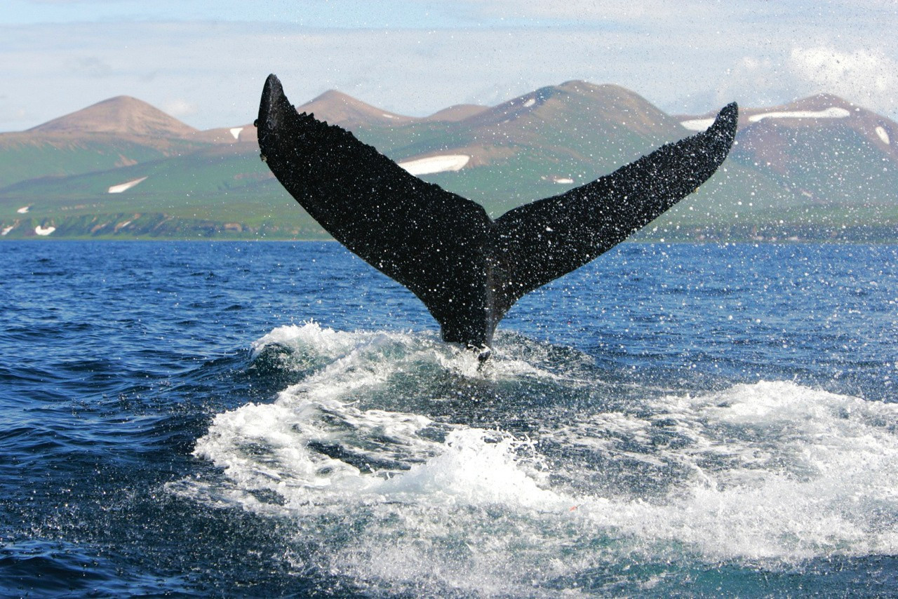Грант 2013: Краснокнижные киты в акватории полуострова Камчатка