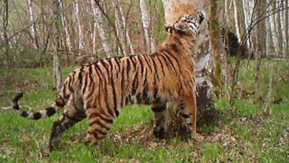 We got the first video of a big tiger family in “Land of the Leopard”