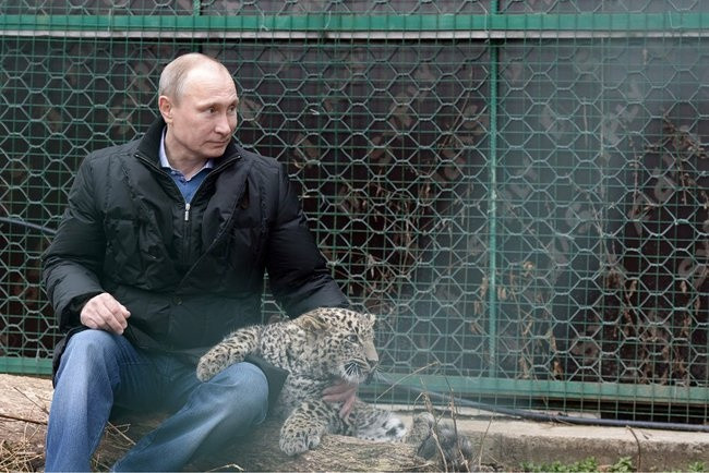 Владимир Путин в  Центре разведения и реабилитации переднеазиатского леопарда (Сочинский национальный парк, 4 февраля 2014)