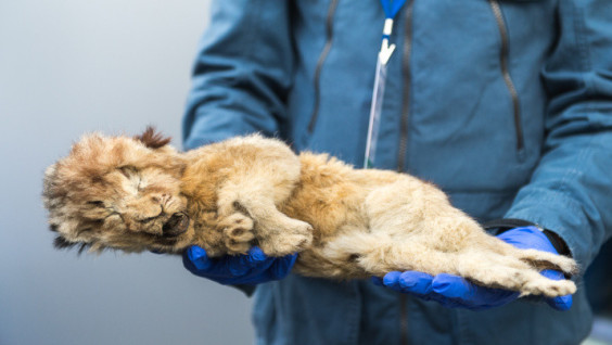 Cave Lion Cub Spartak Is ... A Girl