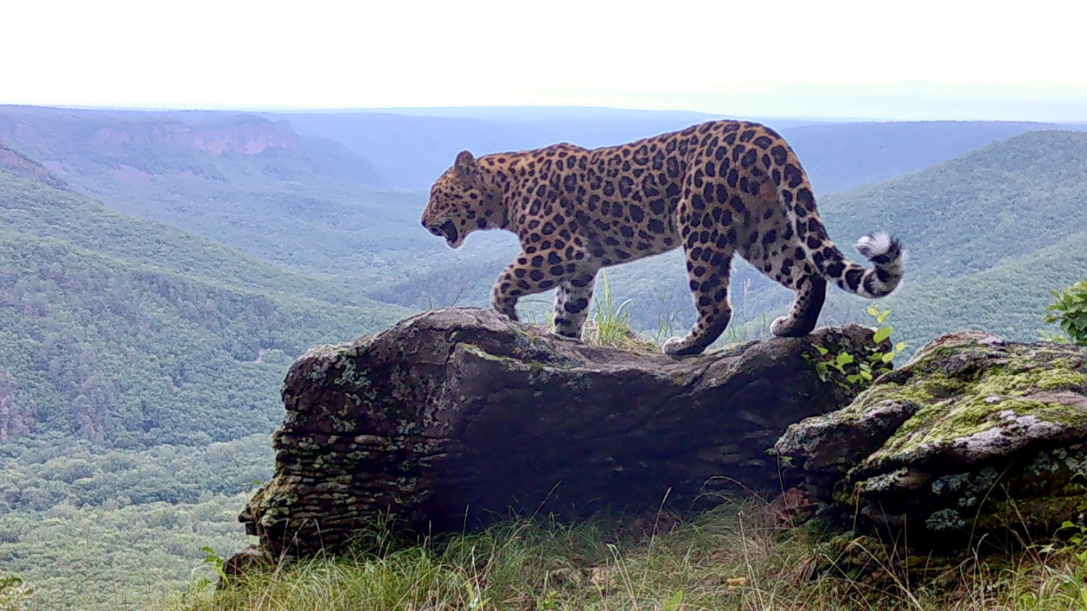 Дальневосточный леопард. Фото: нацпарк 