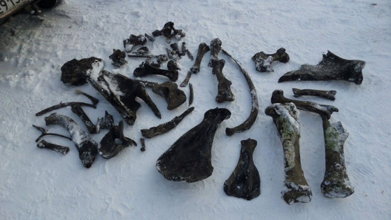 На дне реки в Курганской области нашли кости древних животных