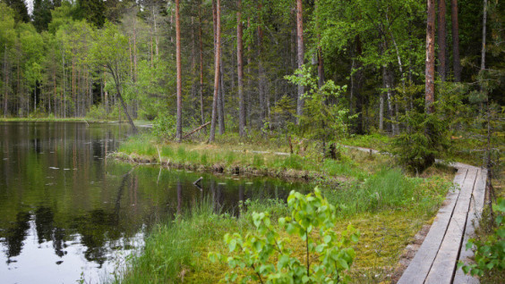 Volunteers Of The Russian Geographical Society Helped Develop The Great Valday Trail