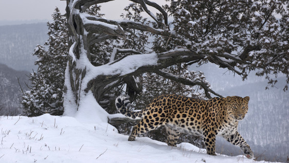 Любовное письмо в свежем снегу: в объективе дальневосточный леопард