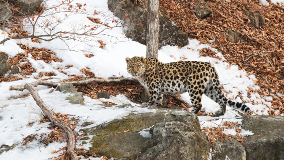 Новые данные о дальневосточном леопарде