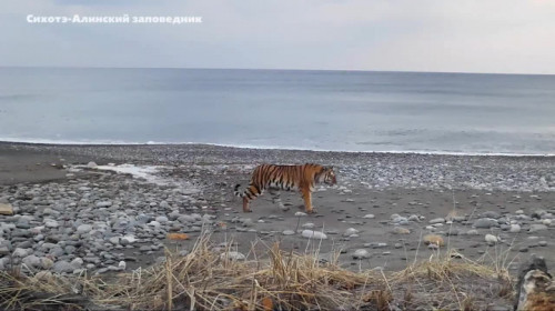 Прошла как каравелла по волнам: в Приморье заметили новую тигрицу