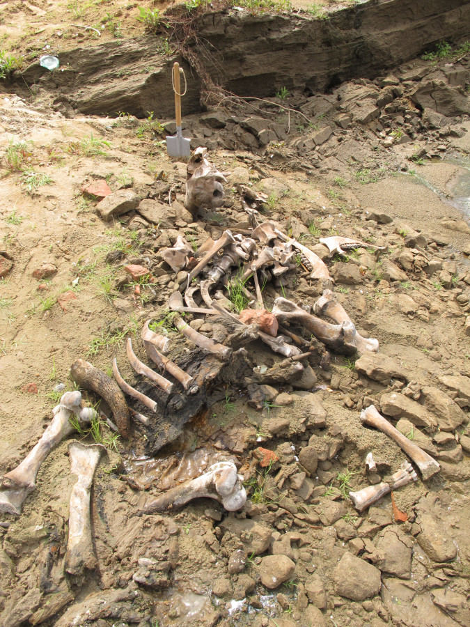 Остатки скелета бизона. Фото Ремизова С.О.