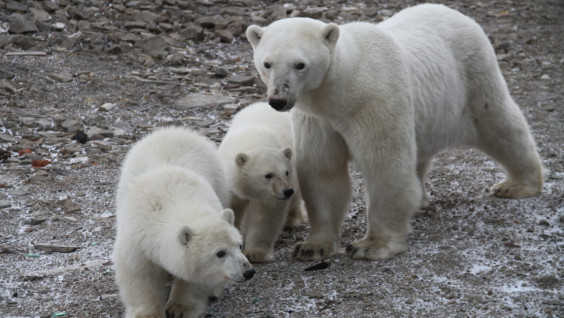 Как Умка нашёл свою семью: реальная история белого медвежонка