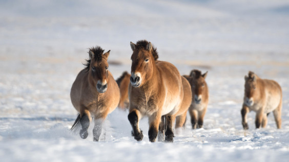 Лошадь Пржевальского: возвращение в оренбургские степи