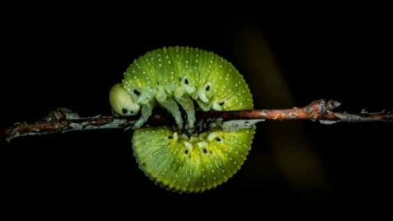 The way the beauty is germinating