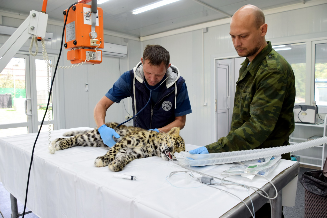 Leo 260M на медосмотре. Фото: национальный парк 