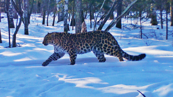 Forest Conservation Zones Established Around “Land of the Leopard”