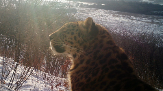 Первопроходец: дальневосточного леопарда встретили на новой территории в Приморье