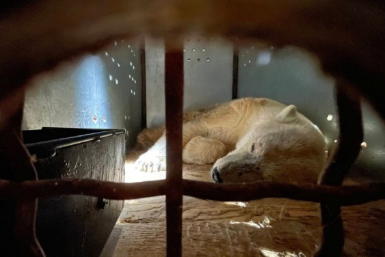 Умка ищет друзей: как белая медведица оказалась в Москве