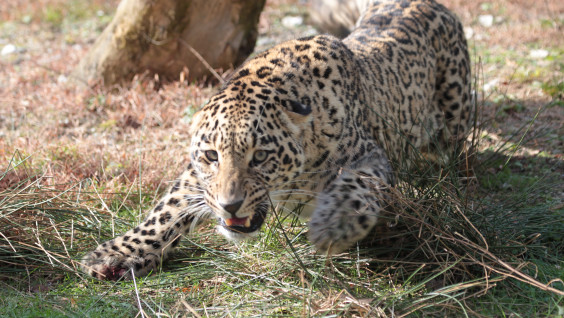 В Северной Осетии нашёлся переднеазиатский леопард Батраз. Видео