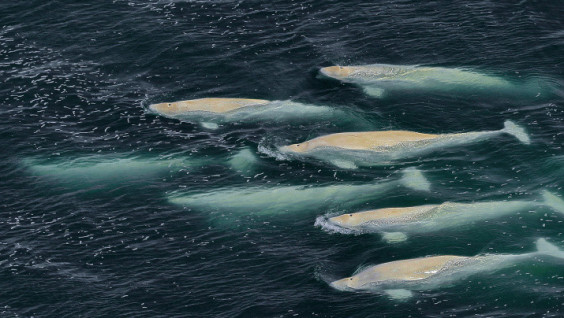 Is It Necessary to Save Beluga Whales Captured by Ice in Penkigngei Bay In Chukotka