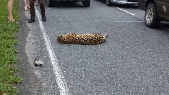 На приморской автотрассе была сбита самка леопарда