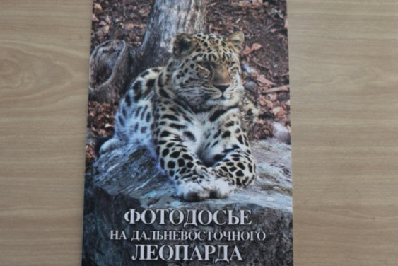 Фотодосье на дальневосточного леопарда