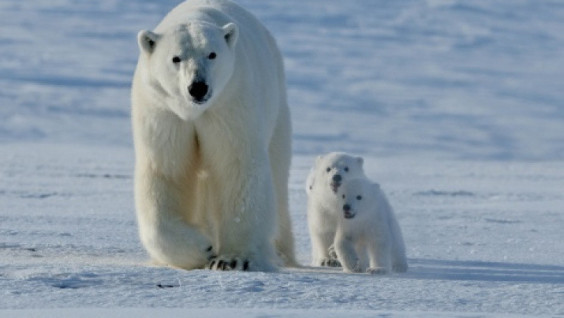 The King of the Arctic