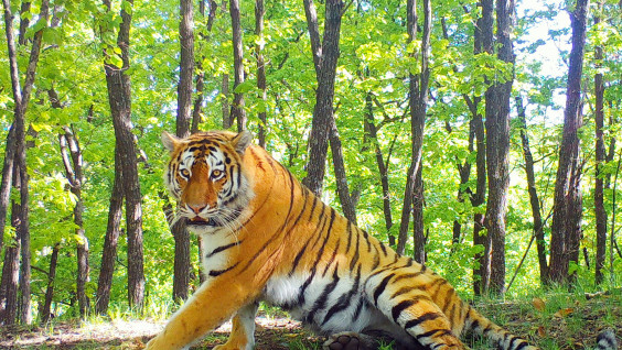 Число амурских тигров на "Земле леопарда" существенно выросло