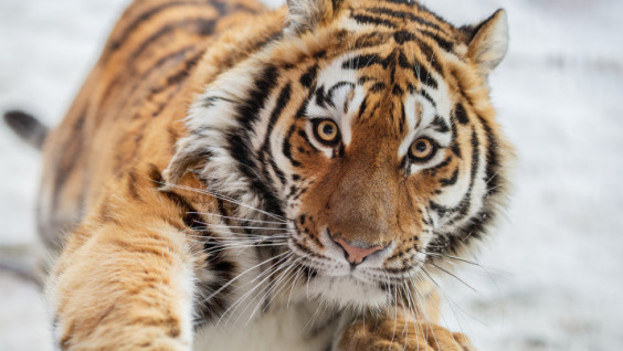 Siberian Tigress Sanda Enjoying Spring Sun in Primorye. Video