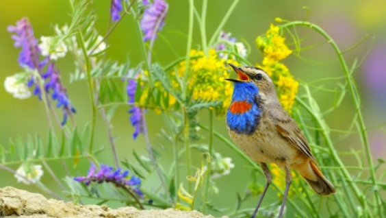 Birds are Uniting the World