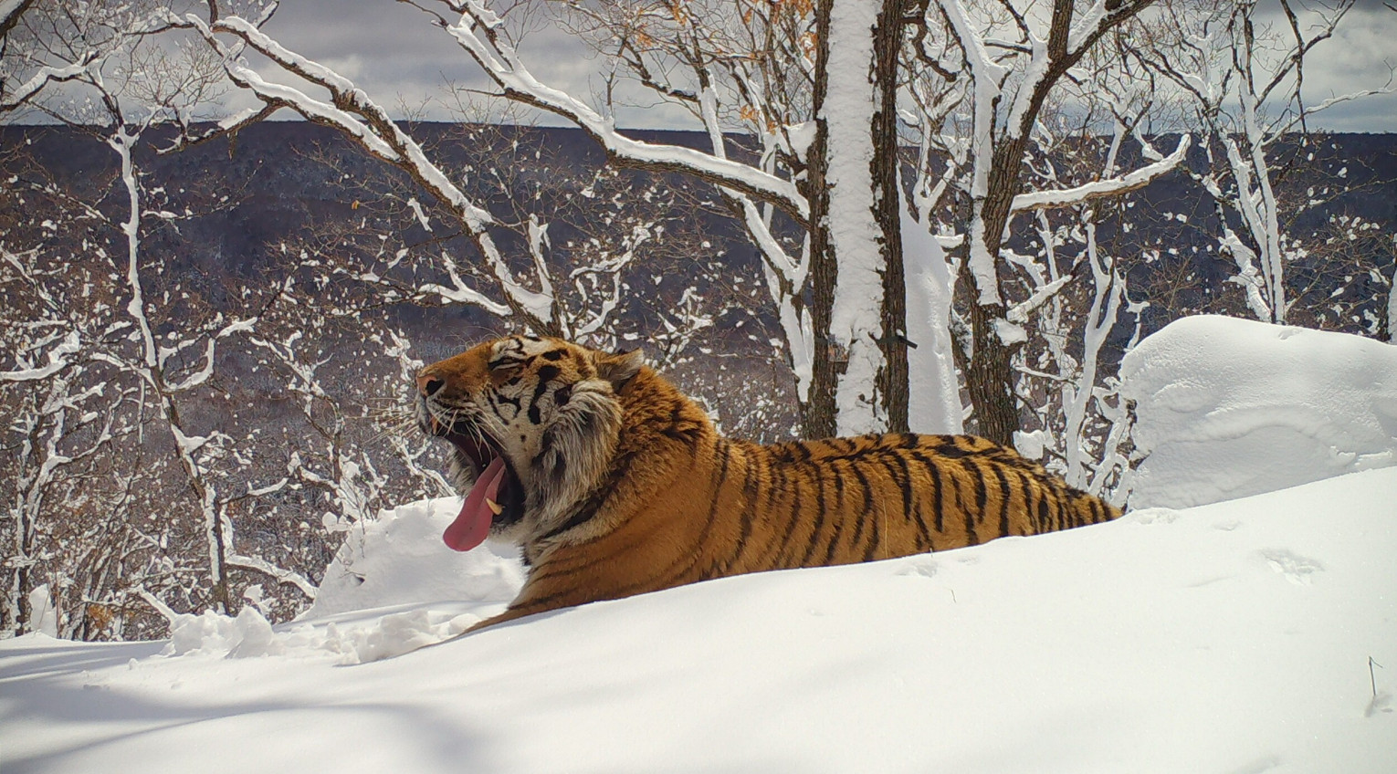 Амурский тигр. Фото: Виктор Сторожук, участник конкурса РГО 