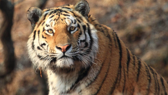 Учёные получили редкие видео с амурской тигрицей Еленой