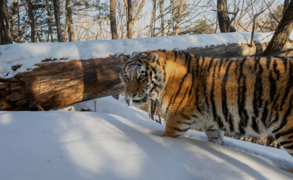 75 лет охране тигра в России