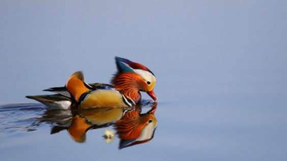 A Blonde and A Mandarin Duck in Gelendzhik