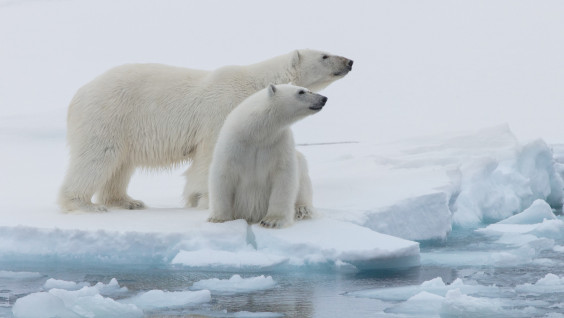 Нацпарк «Ленские столбы» запустил конкурс на тему сохранения Арктики