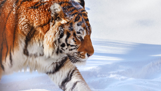 День амурского тигра пройдет на ВДНХ в Москве