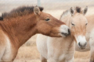 Przewalski's horse