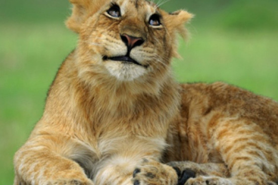 Animal Protection Initiative