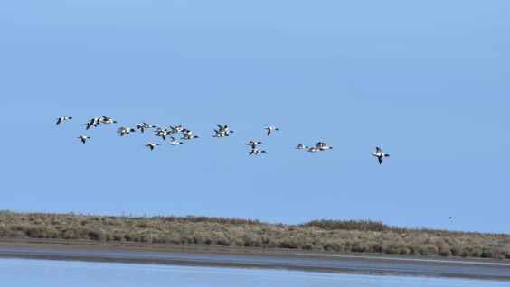 Завершилась экспедиция по учёту водно-болотных птиц на Каспийском побережье Республики Дагестан
