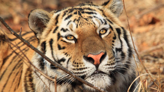 An Amur Tiger Captured in Primorye