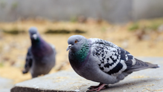 РГО приглашает к наблюдению за сизыми голубями