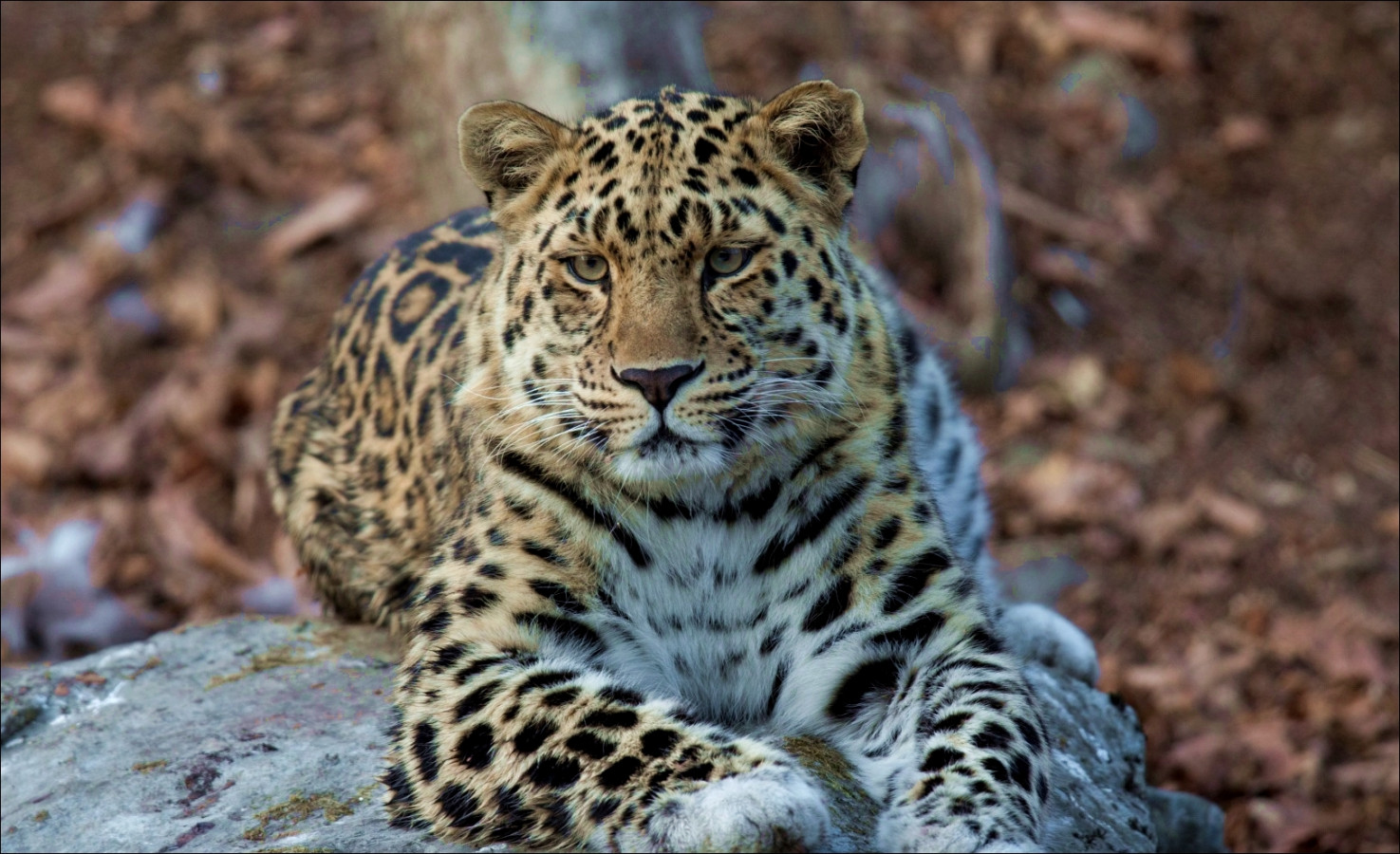 Дальневосточный леопард. Фото: Геннадий Юсин
