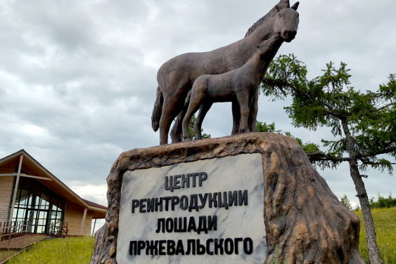 Лошадь Пржевальского получит прописку в Камызякской степи