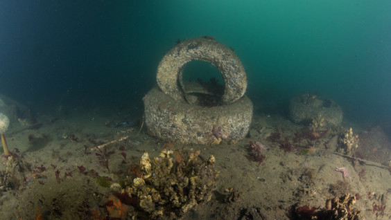 Divers of Primorye Made an Ecological Dive in the Golden Horn Bay